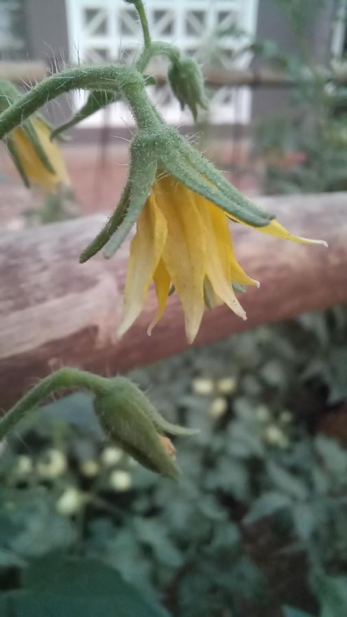 Urban Farm Haus Guesthouse Rundu Ngoại thất bức ảnh