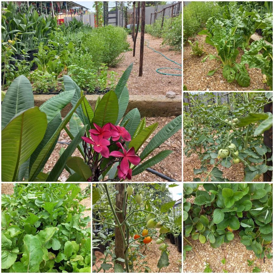Urban Farm Haus Guesthouse Rundu Ngoại thất bức ảnh
