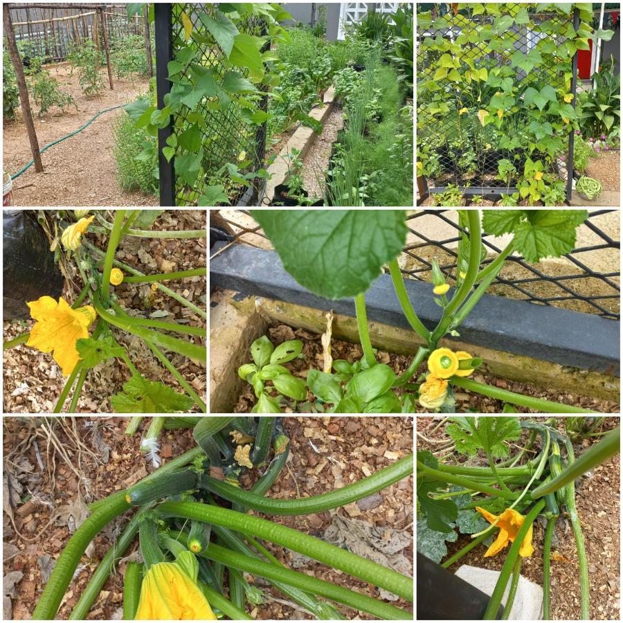 Urban Farm Haus Guesthouse Rundu Ngoại thất bức ảnh